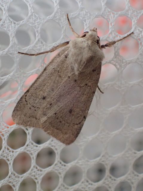 Xestia castanea michaeli - csarabos fűbagoly