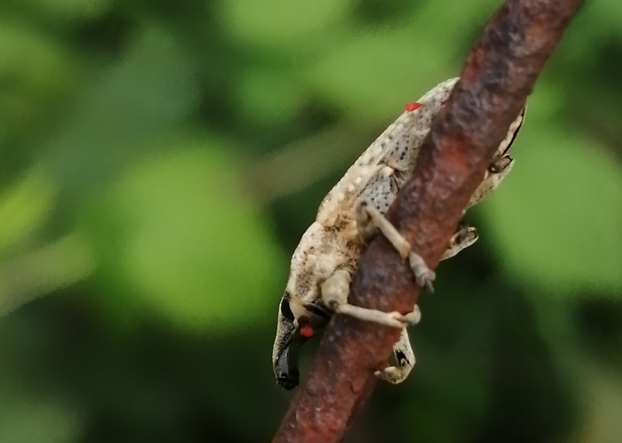 Lixus myagri - pöttyöshasú dudvabarkó