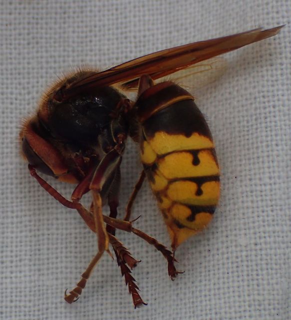 Vespa crabro - lódarázs