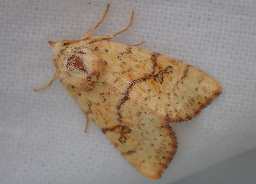 Tiliacea sulphurago - kénes sárgabagoly