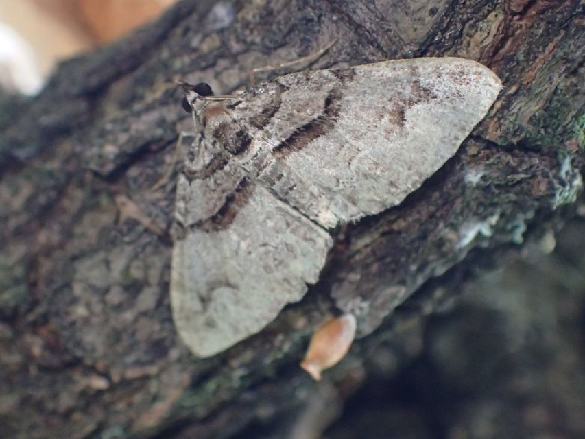 Pareulype berberata - sóskafa-tarkaaraszoló