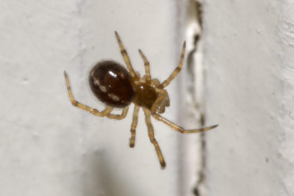 Steatoda