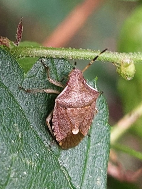 Peribalus strictus - tavaszi címerespoloska Peribalus strictus - tavaszi címerespoloska