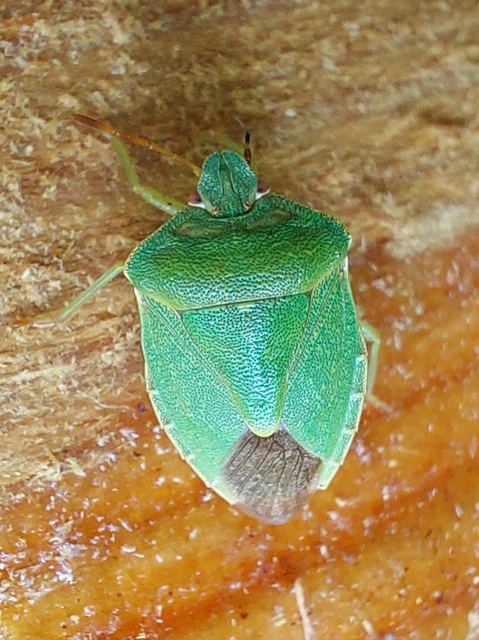 Palomena prasina - zöld bogyómászó-poloska Palomena prasina - zöld bogyómászó-poloska