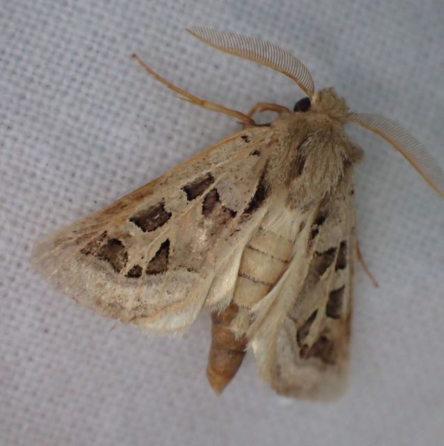 Episema glaucina - fogasjegyű liliombagoly