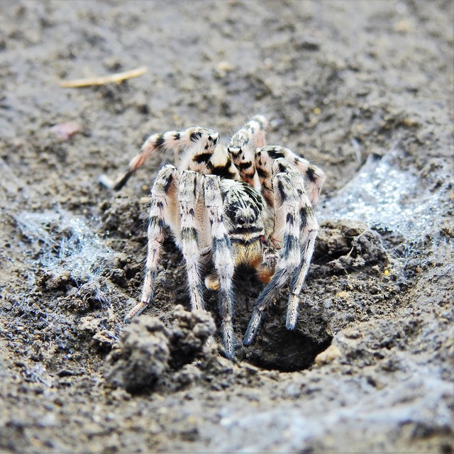 Lycosa singoriensis - szongáriai cselőpók