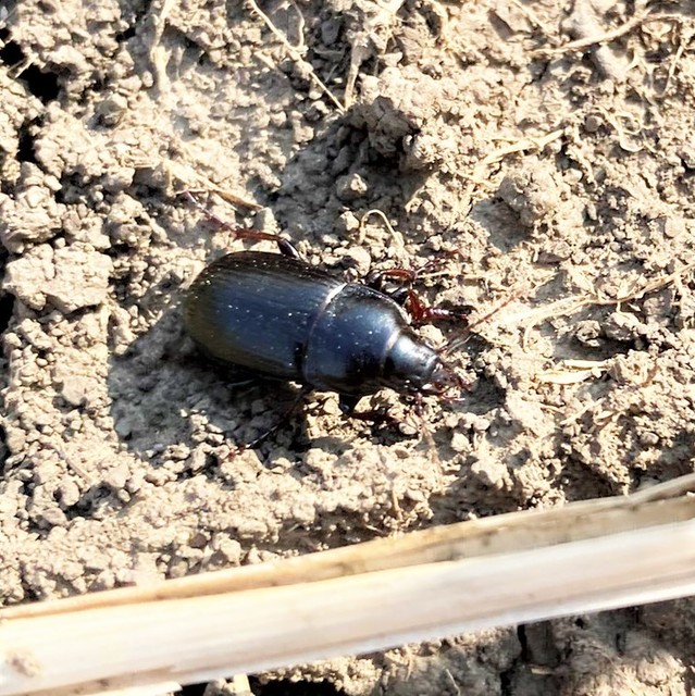 Zabrus tenebrioides - gabonafutó