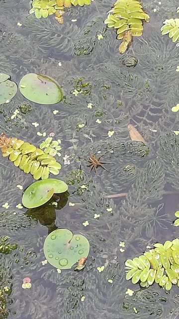 Dolomedes fimbriatus - szegélyes vidrapók