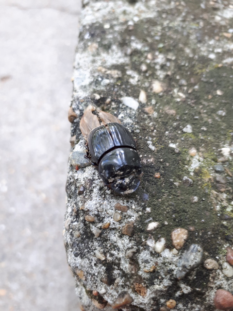 Copris lunaris - közönséges holdszarvú-ganéjtúró