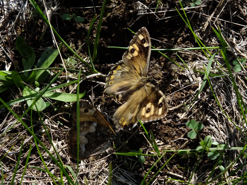 Hipparchia semele - barna szemeslepke