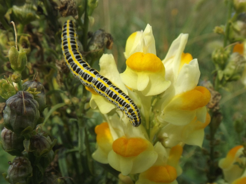 Calophasia lunula - gyújtoványfű-apróbagoly