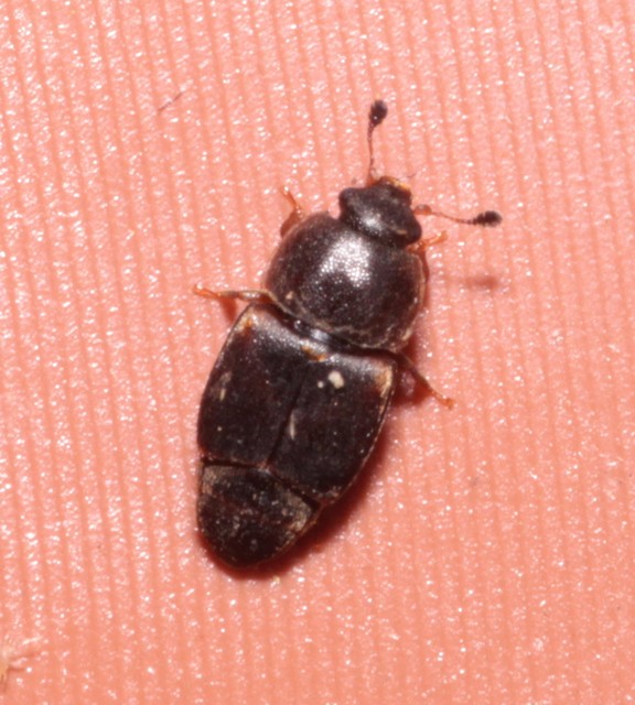 Urophorus humeralis - vállfoltos gyümölcsfénybogár Urophorus humeralis - vállfoltos gyümölcsfénybogár