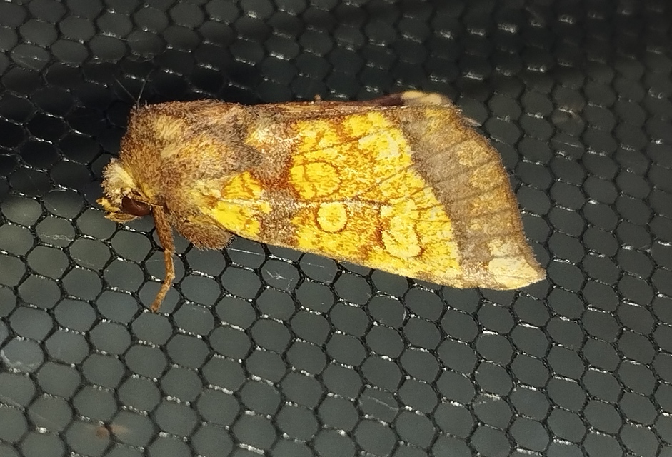 Gortyna flavago - bojtorjánbagoly