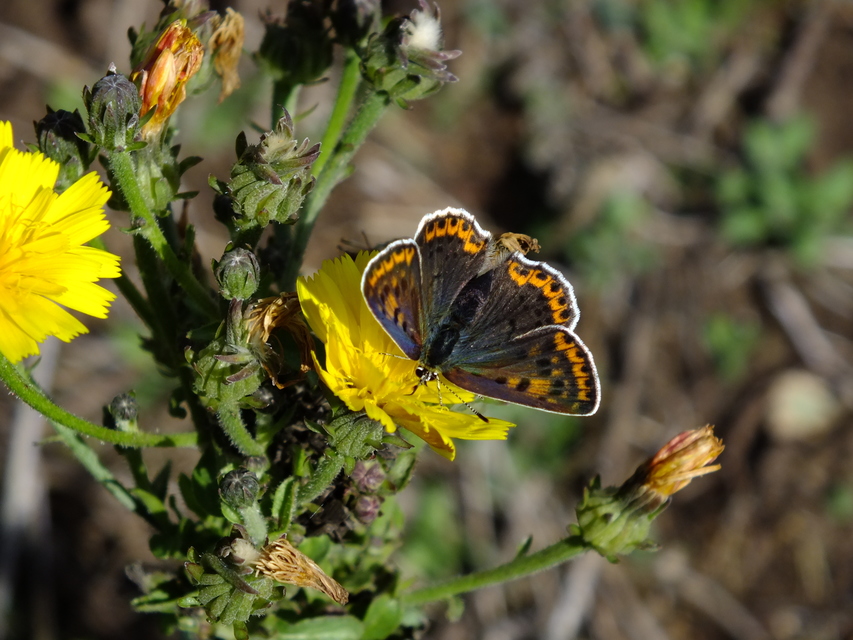 Lycaena tityrus - barna tűzlepke