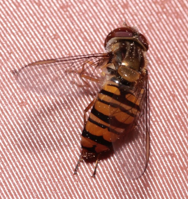Episyrphus balteatus - ékfoltos zengőlégy
