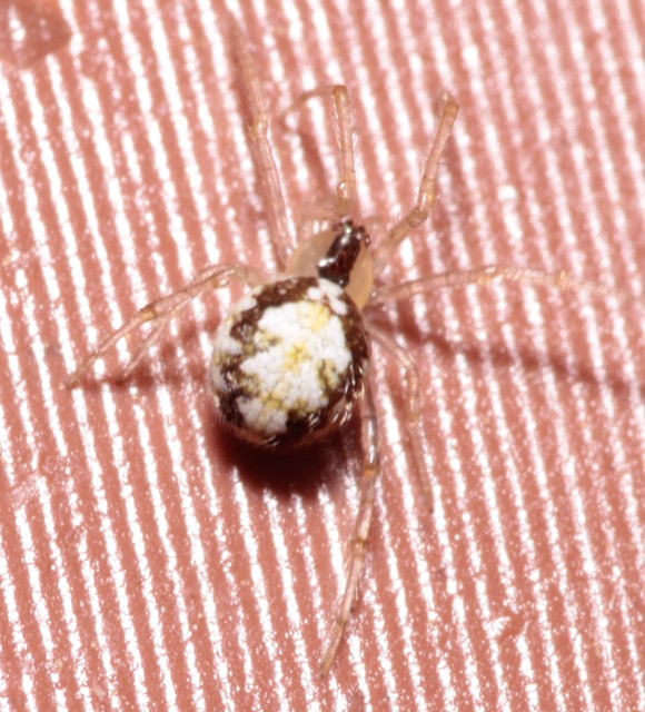 Theridion