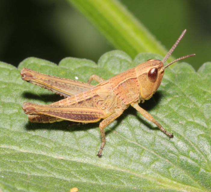 Pseudochorthippus parallelus - közönséges rétisáska