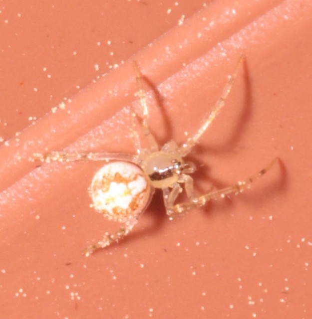 Theridion varians - változó törpepók