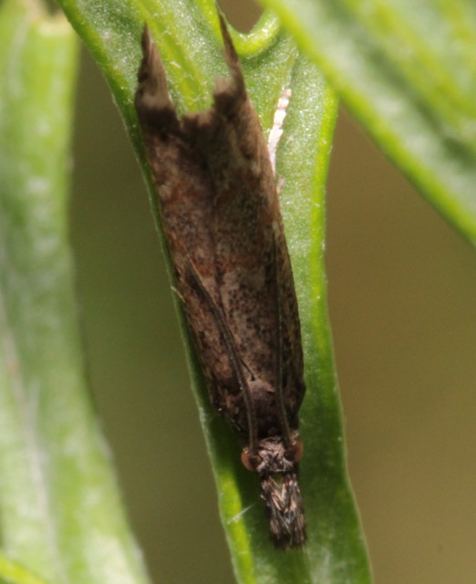 Platytes cerussella - törpe fűgyökérmoly