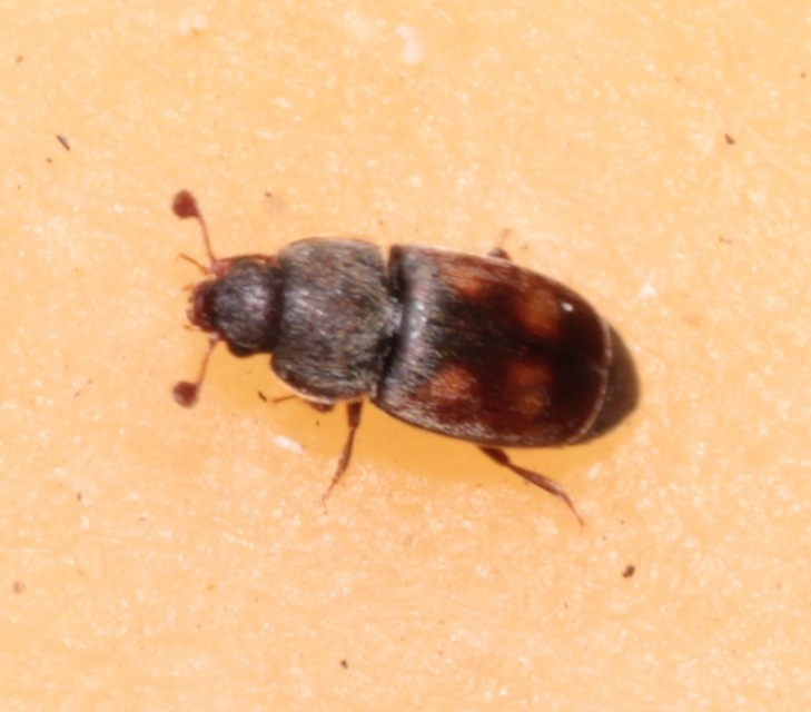 Nitidula carnaria - húsevő dögészfénybogár