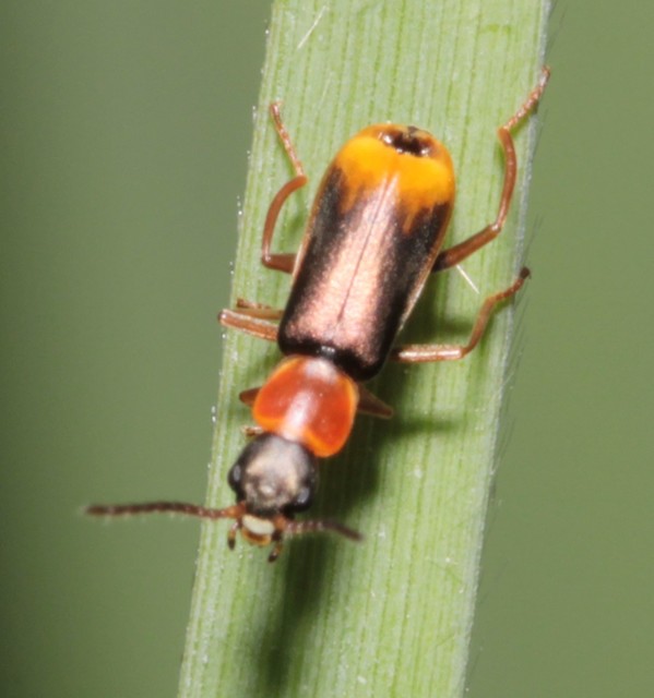 Cerapheles terminatus - nőszirom-bibircsesbogár