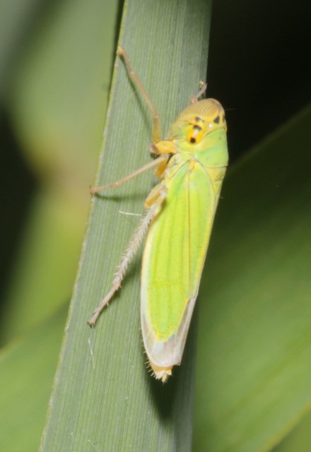 Cicadella viridis - méregzöld kabóca