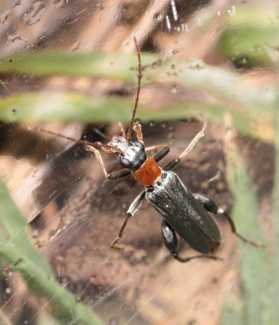 Oedemera croceicollis - pirostorú álcincér