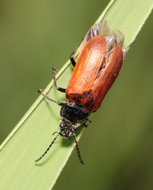 Omophlus proteus - közönséges pejbogár Omophlus proteus - közönséges pejbogár