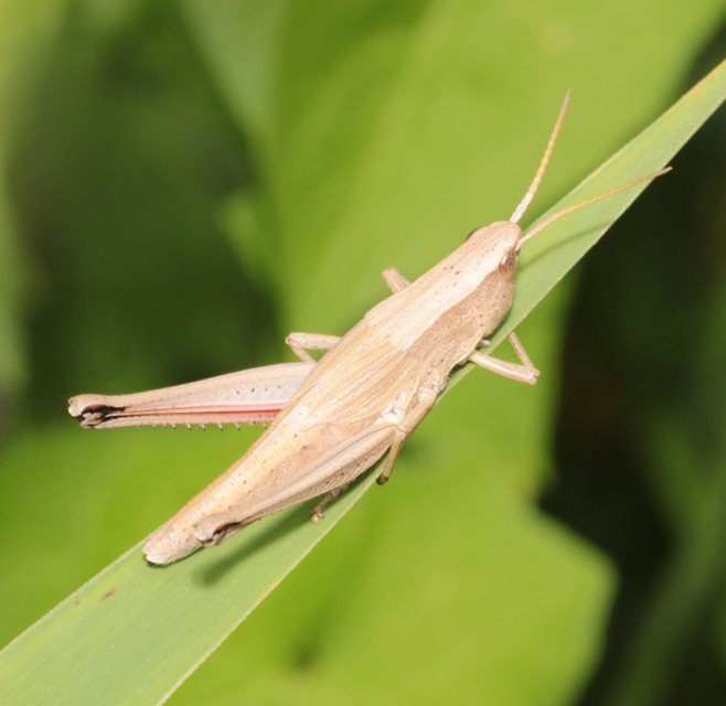 Chrysochraon dispar - aranyos sáska