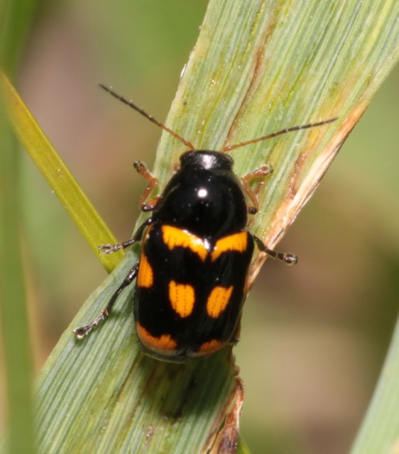 Cryptocephalus anticus - réti zömökbogár
