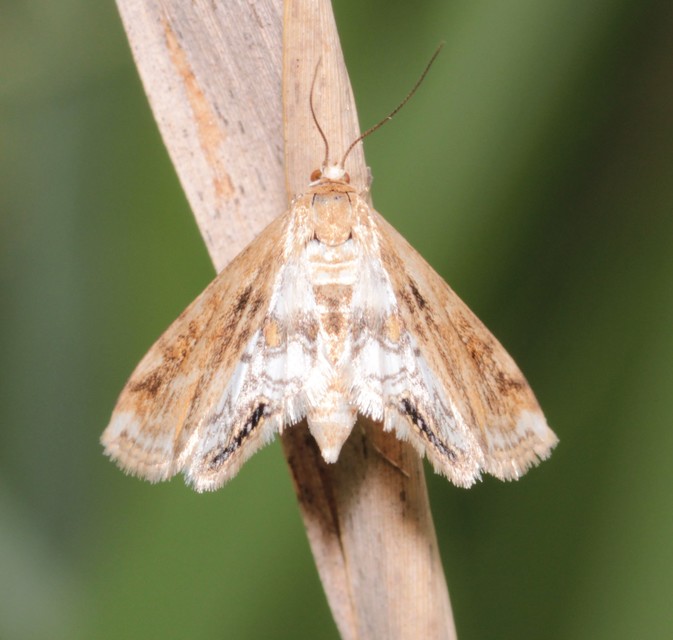 Cataclysta lemnata - békalencsemoly