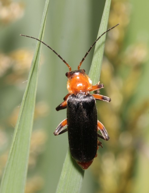 Cantharis livida - mezei lágybogár