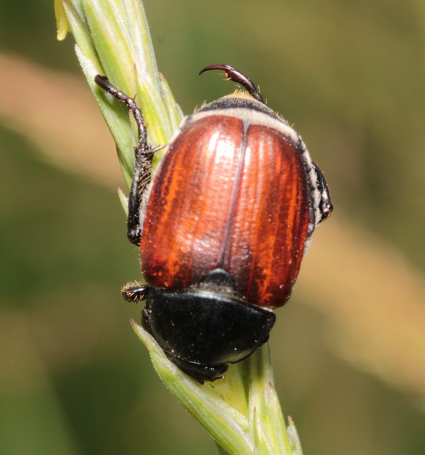 Anisoplia austriaca - osztrák szipoly