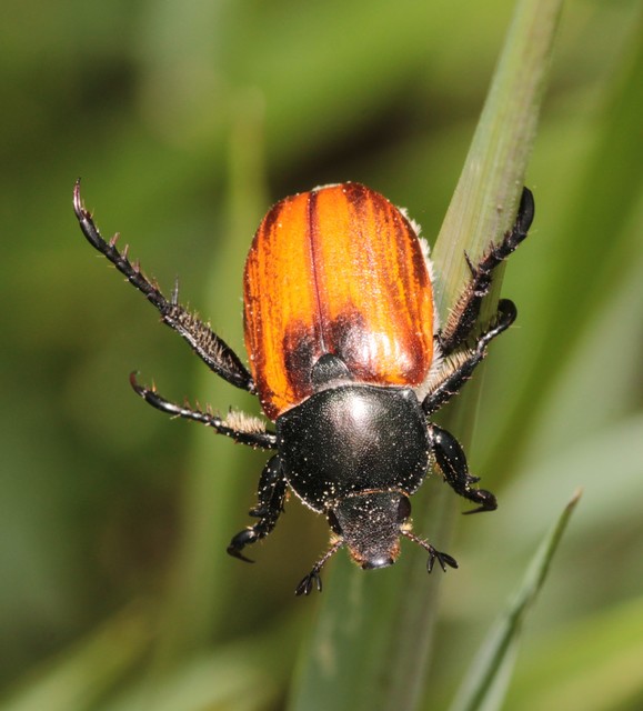 Anisoplia austriaca - osztrák szipoly