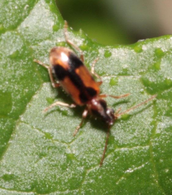 Notoxus monoceros - sárgahasú nyakszarvúbogár