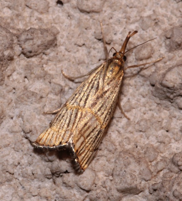 Chrysocrambus linetella - déli fűgyökérmoly