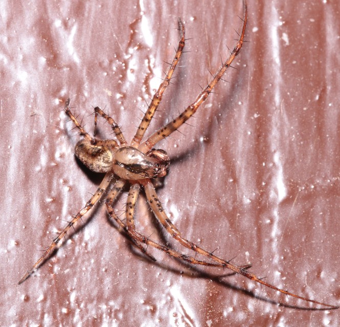 Metellina merianae - rejtett keresztespók