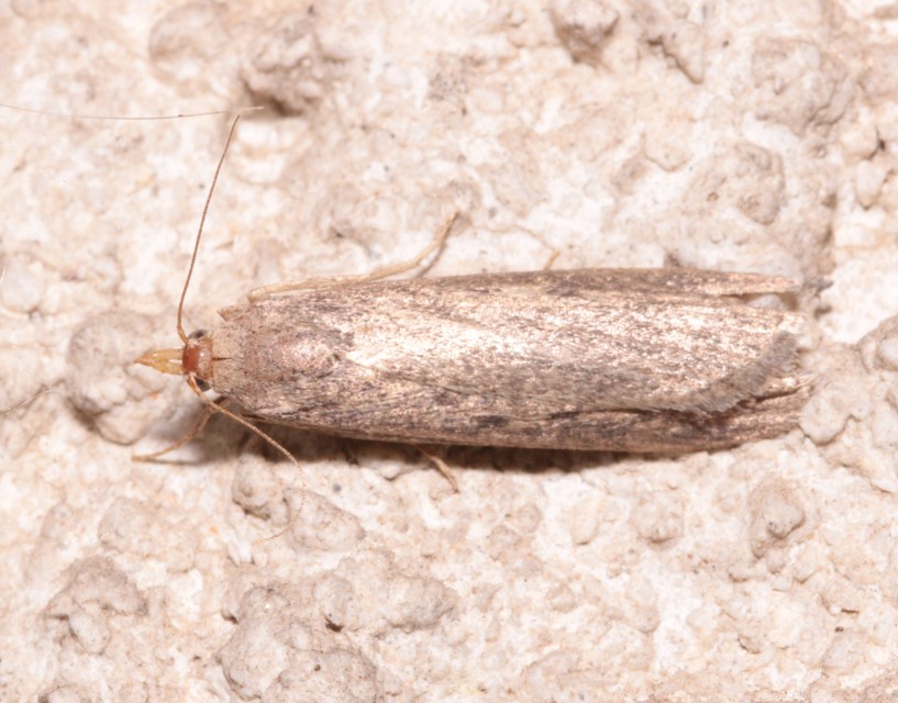 Lamoria