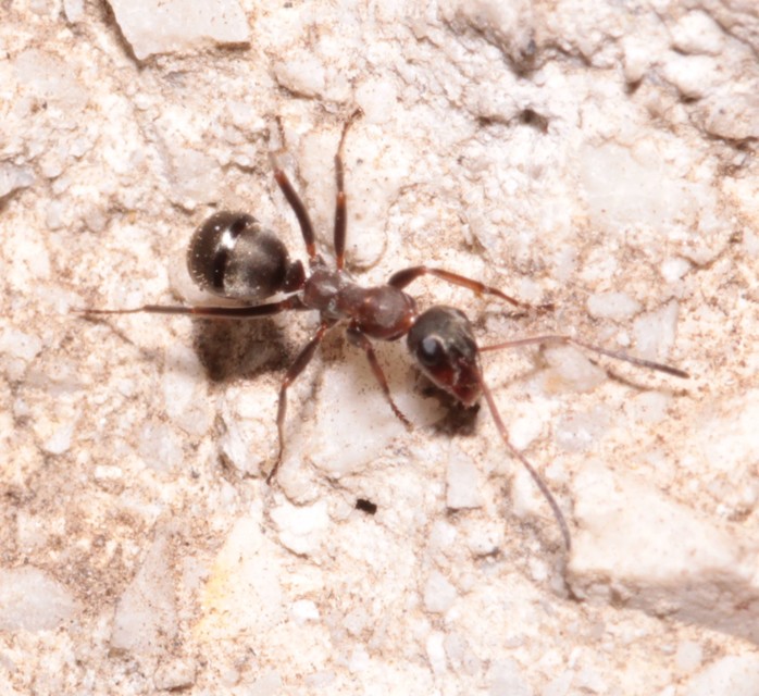 Formica cunicularia - gyakori rabszolgahangya