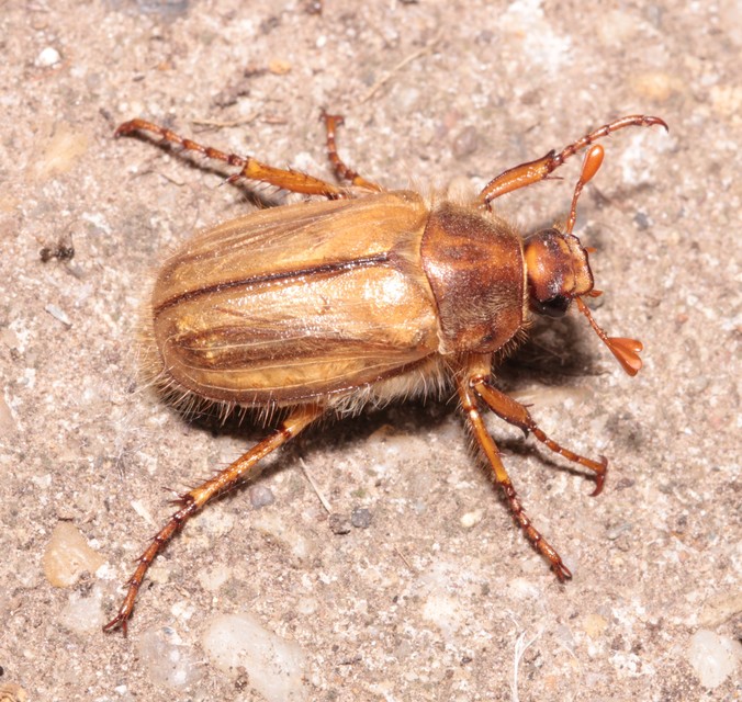 Amphimallon solstitiale - bordás sárgacserebogár