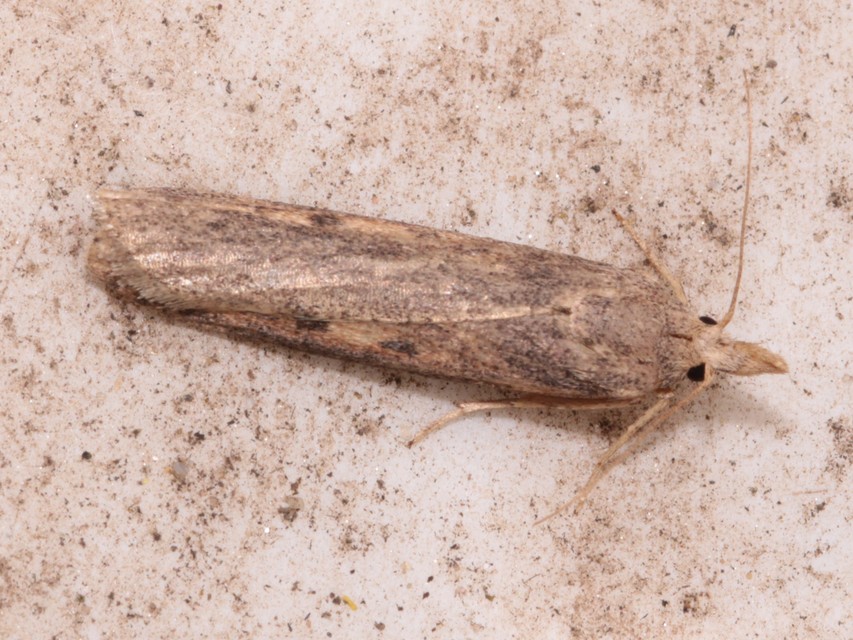 Lamoria