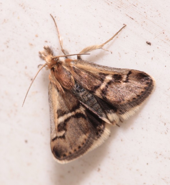 Titanio normalis - szulákszövő kormosmoly