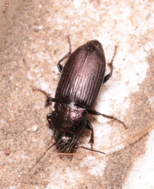 Harpalus distinguendus - mezei lomhafutó