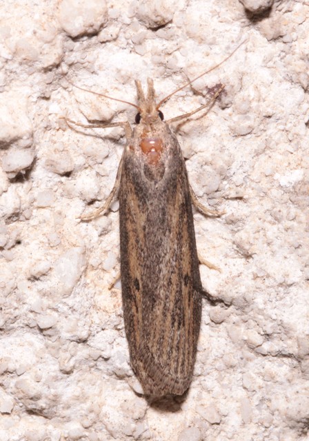 Lamoria