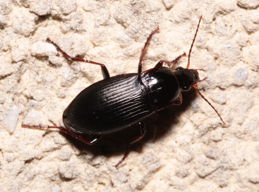 Calathus fuscipes - sokpontos tarfutó