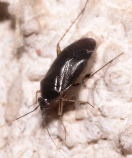 Plagiognathus arbustorum