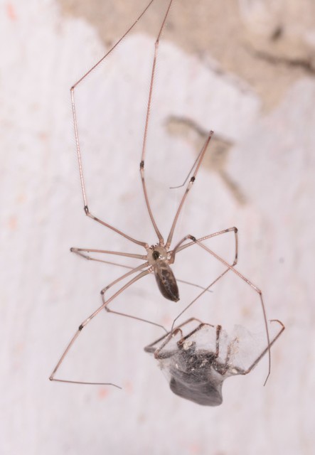 Pholcus phalangioides - nagy álkaszáspók Pholcus phalangioides - nagy álkaszáspók
