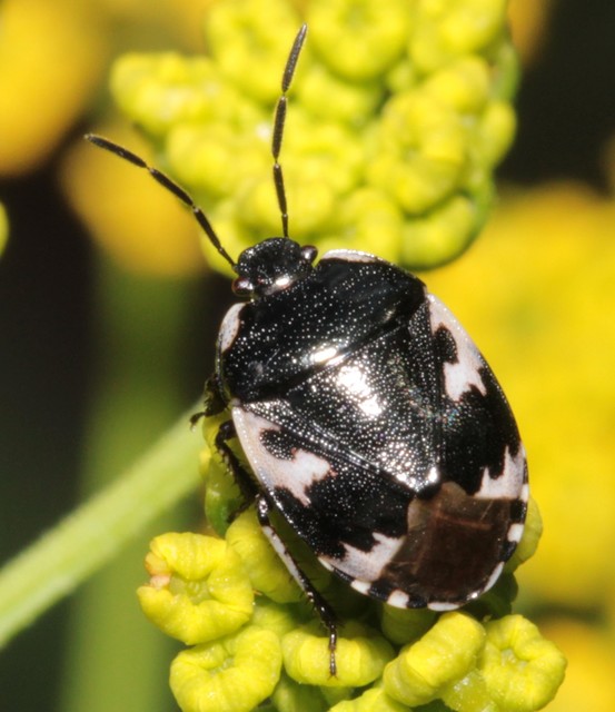 Tritomegas bicolor - foltos földipoloska