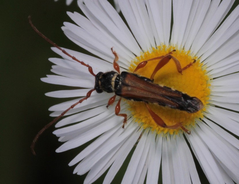 Stenopterus flavicornis - sárgacsápú keskenyfedőscincér