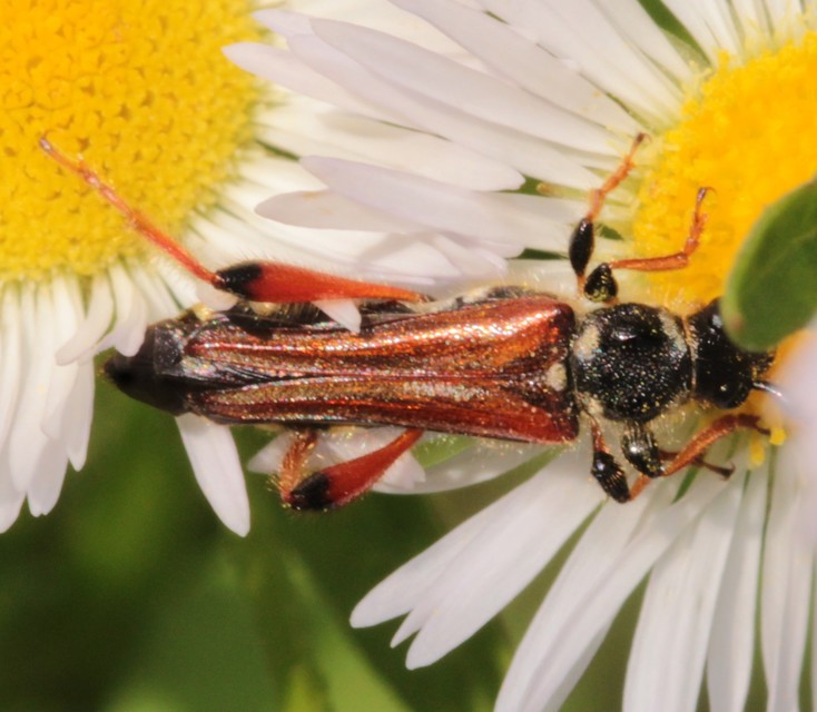Stenopterus rufus - tarkacsápú keskenyfedőscincér